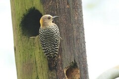 Melanerpes hoffmannii