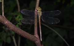 Triacanthagyna septima