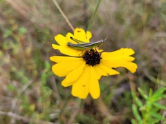 Aptenopedes sphenarioides