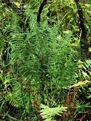 Thelypteris palustris pubescens
