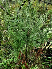 Thelypteris palustris pubescens