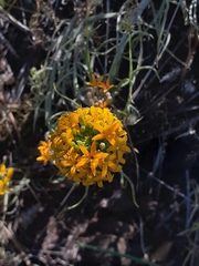 Quinchamalium chilense