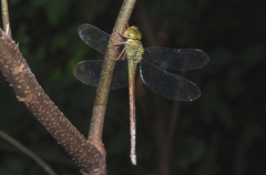 Triacanthagyna septima