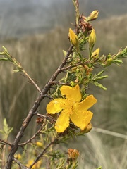 Hypericum laricifolium