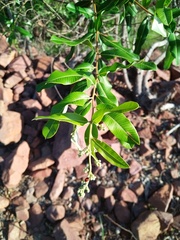 Ozoroa paniculosa
