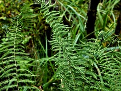 Thelypteris palustris pubescens