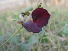 Macroptilium atropurpureum