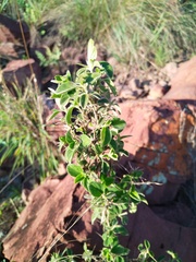 Barleria bremekampii