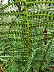 Thelypteris palustris pubescens