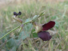 Macroptilium atropurpureum