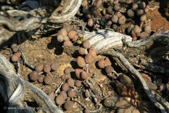 Adromischus filicaulis