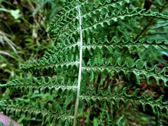 Thelypteris palustris pubescens