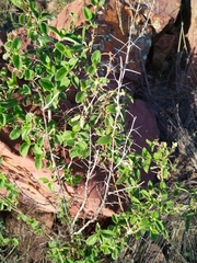 Barleria bremekampii