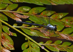 Austroargiolestes elke