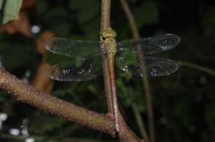 Triacanthagyna septima