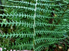 Thelypteris palustris pubescens