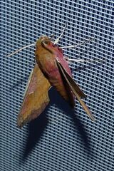 Deilephila porcellus