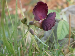 Macroptilium atropurpureum