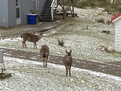 Odocoileus hemionus sitkensis