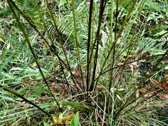 Thelypteris palustris pubescens