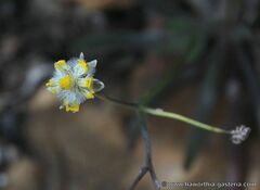 Crassothonna capensis