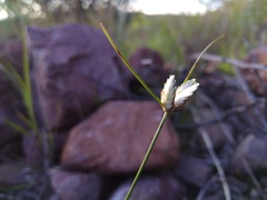 Cyperus margaritaceus