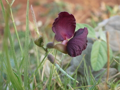 Macroptilium atropurpureum