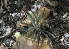 Crassothonna capensis