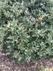 Rhaphiolepis indica