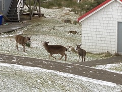 Odocoileus hemionus sitkensis