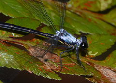 Austroargiolestes elke