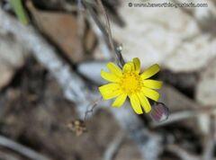 Crassothonna capensis