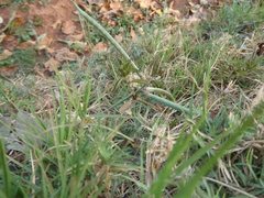 Macroptilium atropurpureum