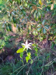 Jasminum multipartitum