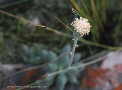 Curio crassulifolius