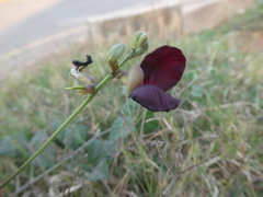 Macroptilium atropurpureum