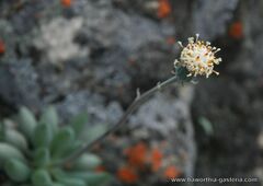 Curio crassulifolius