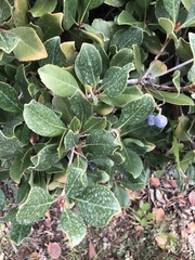 Rhaphiolepis indica