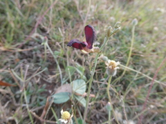 Macroptilium atropurpureum
