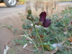 Macroptilium atropurpureum