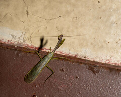 Parastagmatoptera