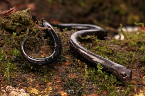 Mexican Slender Salamander
