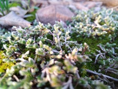 Selaginella dregei