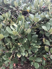 Rhaphiolepis indica