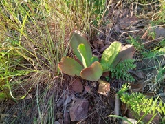 Kalanchoe paniculata