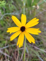 Coreopsis