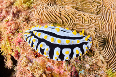 Phyllidia varicosa
