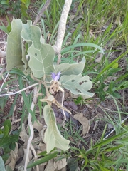 Solanum falciforme