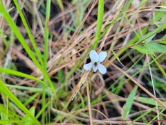 Viola vittata