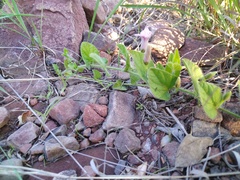 Ipomoea transvaalensis